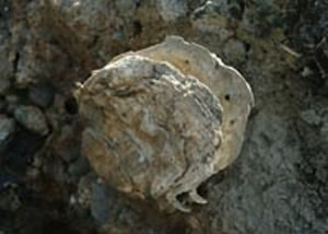 Pacific Oyster